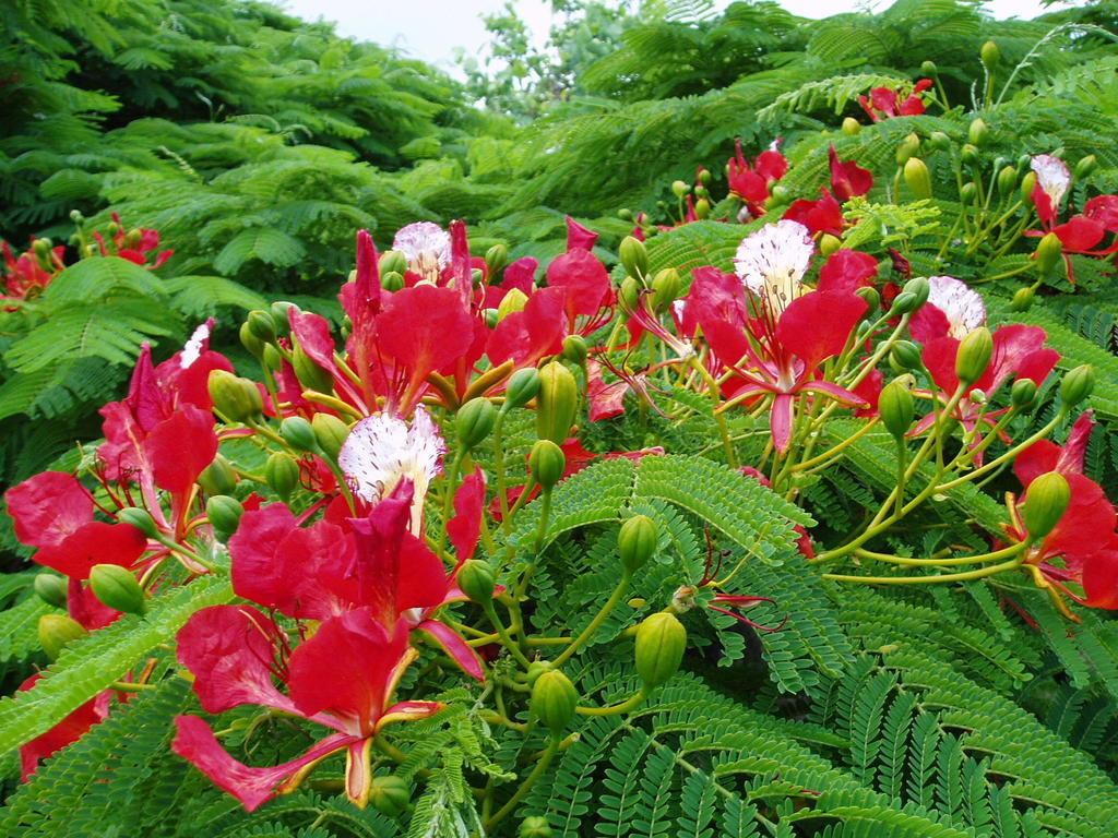 Poinciana Cottages Burnt Pine Ngoại thất bức ảnh